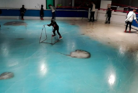 Anger as Japanese skating rink freezes thousands of fish into ice as gimmick 